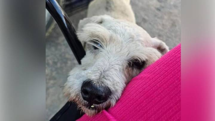 Conmueve en redes muerte de Haile, un perrito callejero que fue amigo de un motociclista durante 10 años