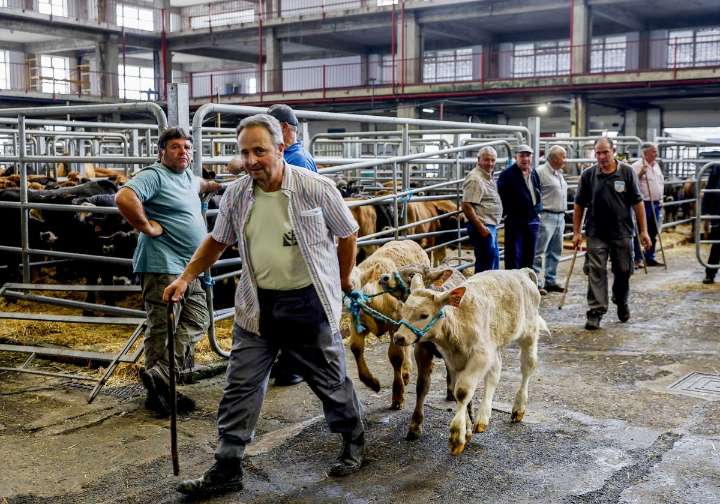 Preocupación entre los ganaderos por los focos de dermatosis nodular en Girona