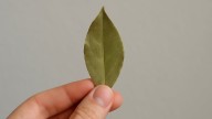 Dónde tenés que colocar una hoja de laurel para atraer la abundancia en octubre, según el Feng Shui