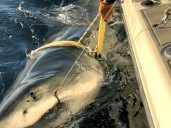 Contender, giant great white shark, found feeding in Canada