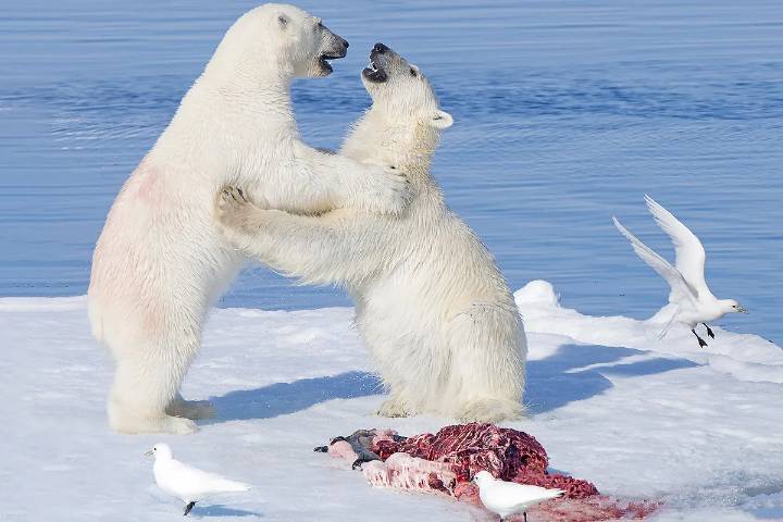El declive del oso polar condena al hambre a once especies que viven de los 7,6 millones de kilos de cadáveres que abandonan