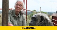Muere Jane Goodall, la gran luchadora por los derechos de los chimpancés, a los 91 años
