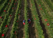 A Japanese Pinot Noir town blessed by climate change now worries about the weather