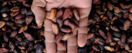 Cocoa Extract Supplements Could Reduce Aging-Related Chronic Inflammation