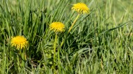 The Colorful Ground Cover That Can Help Prevent Weeds