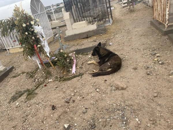Fiel hasta la muerte: perrito no se separa de la tumba de su dueña en el panteón Tepeyac