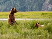 Two hunters injured in separate grizzly attacks in B.C.