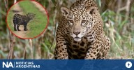 Crece la población de yaguareté y los avistajes son cada vez más frecuentes en Corrientes