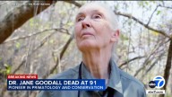 Dr. Jane Goodall dies just before scheduled Pasadena event