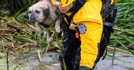 Crews rescue French bulldog from Ventura County wash during Tuesday's storm
