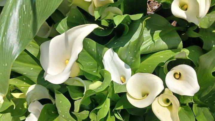 No todo es cempasúchil; lirio de araña y alcatraz, las otras flores de Día de Muertos