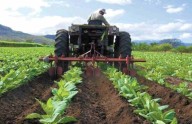 Afirman que maquinaría agrícola en el país se actualiza de forma gradual