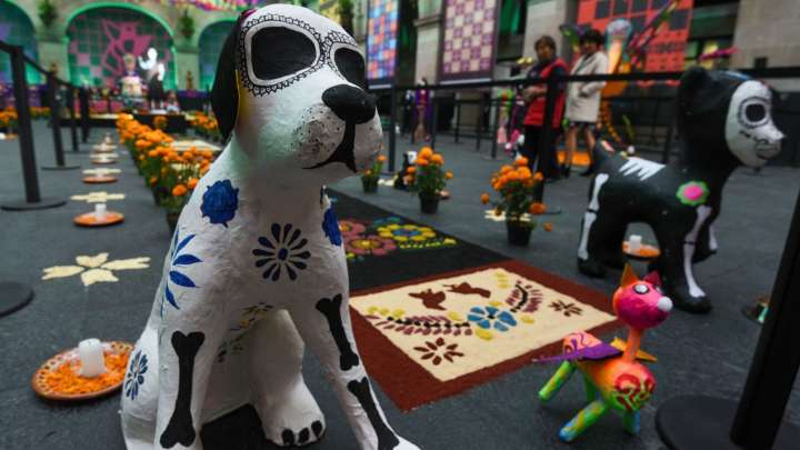 Frases para Mascota Fallecida: Mensajes para Recibir a Perros y Gatos en Ofrenda, Hoy Llegan
