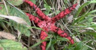 Woman spots rare ‘Stranger Things’ fungus on walk