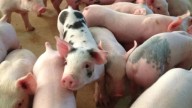 Taiwán detecta sus primeros casos de peste porcina africana