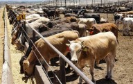 Pide Texas reanudar importación de reses de México