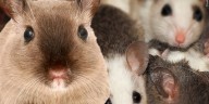 Keeping rodents out of your home this winter