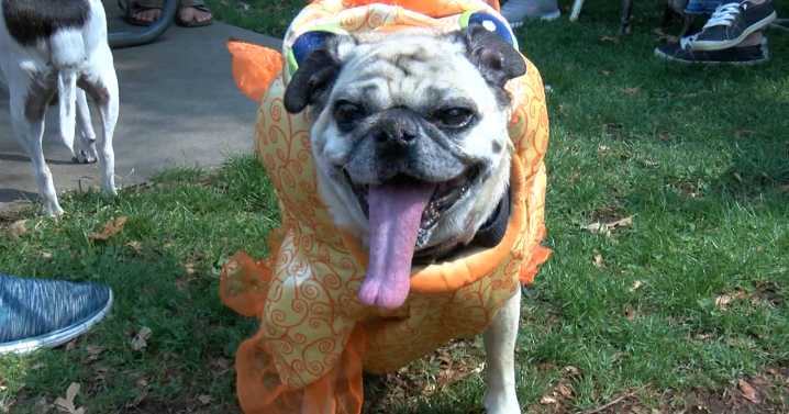 Protect your pets from Halloween's hidden dangers