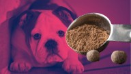 Peligro en la cocina: Si tu perro o gato come ESTE condimento, puedes causarle un daño hepático grave