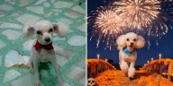 Así puedes hacer un video de tu mascota regresando del Mictlán en Día de Muertos con ayuda de la IA