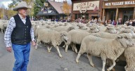 Trailing of the Sheep Event Guide: Ketchum tradition celebrates 29 years running