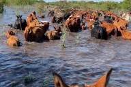 EVACUADOS! Drama y pedido de ayuda por inundaciones en San Luis del Palmar Corrientes (IMÁGENES)