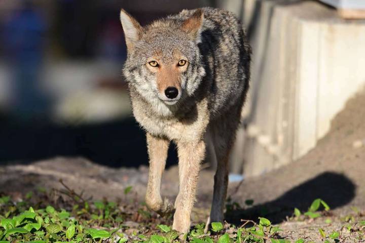 9-Year-Old Fends Off Coyote Attack During Game of Hide