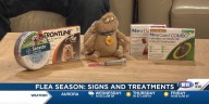 Flea Season: signs and treatments