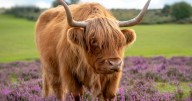 'Dreamy' October destination 'best seen in Autumn' offers 'cosy getaway'