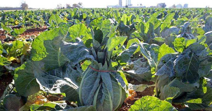 Cauliflower Takes Center Stage on New Holland Produce Farm