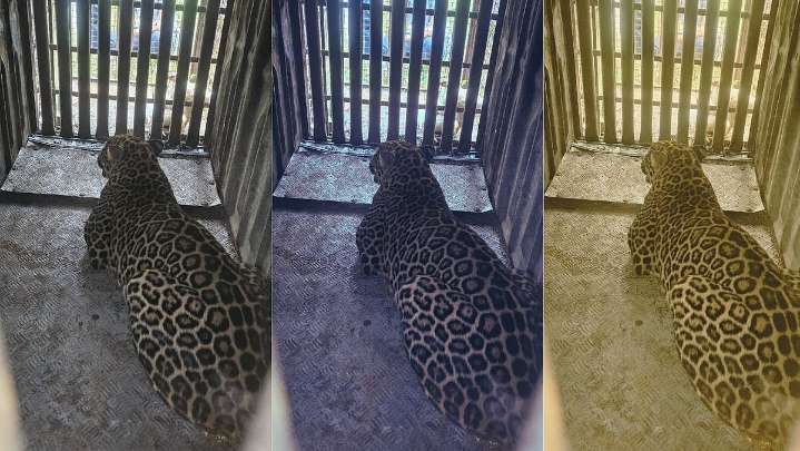 Nashik: Leopard Captured In Jai Bhavani Road Area; Citizens Breathe Sigh Of Relief