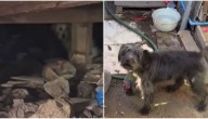 "Máquinas están pasando por encima": activistas denuncian abandono de mascotas en Toma Dignidad