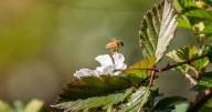 Perú lidera esfuerzo regional para proteger a abejas, mariposas, aves y murciélagos polinizadores