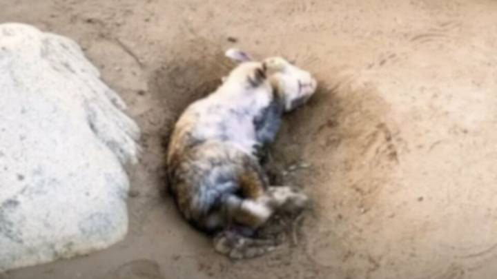California Woman Finds A Forgotten Pet, But The Real Shock Comes Days Later