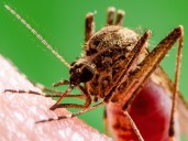 Confirman caso de chikungunya adquirido en Nueva York