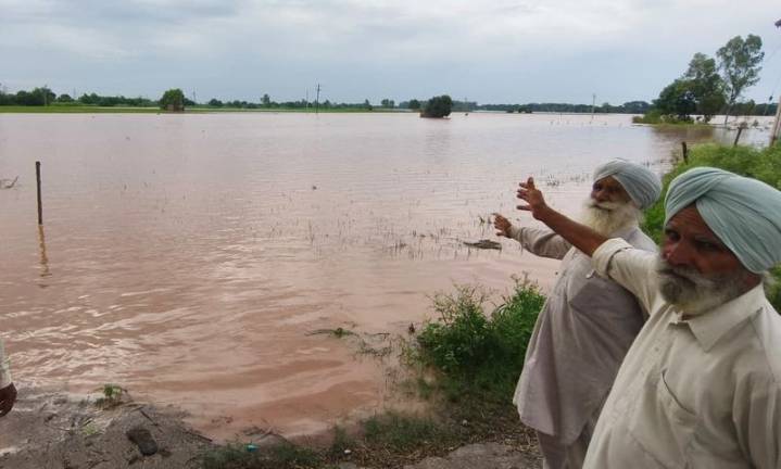 Monsoon promise turns sour for country's crops ruined by late downpours