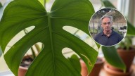 José González, experto en plantas: “Cuando vayas a comprar al vivero, fijate que no estén rotas”