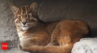 Asian Golden Cat: Asia’s most mysterious and fearless feline that can take down prey twice its size
