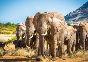El cerebro del elefante: ¡mucho más que memoria!