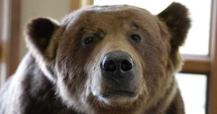 Bears spotted around Bozeman as they prepare for hibernation