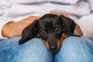 11 Most Low-Maintenance Dog Breeds, Veterinarians Say