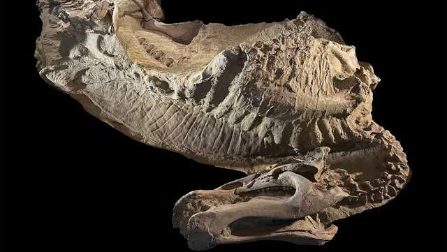 PHOTOS: 66 million-year-old dinosaur ‘mummy’ skin was actually a perfect clay mask