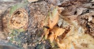 Detectan nuevas fincas afectadas por el escarabajo de la ambrosía en las costas de Granada y Málaga