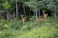 This remote Michigan island is being eaten up by too many hungry deer