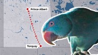 Escaped parrot that left family aflutter found 500 km from south Sask. home