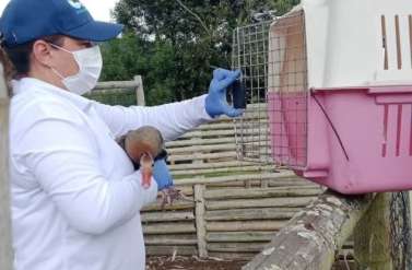 Subachoque refuerza conservación ambiental con rescate de aves silvestres y exóticas
