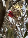 As the garden winds down, it's time to care for winter