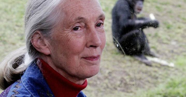 Researcher, conservationist and peacemaker Jane Goodall dies at 91