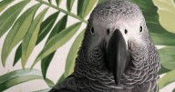 Cheeky parrots who caused chaos by ordering takeaways, calling fire brigade and swearing