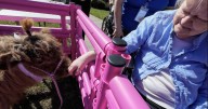 Miniature cows bring joy to West Chester memory care residents